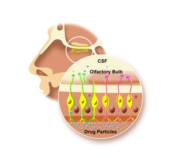 Nose to Brain drug transport system through blood brain barrier (BBB) via olfactory region and Cerebrospinal fluid (CSF).