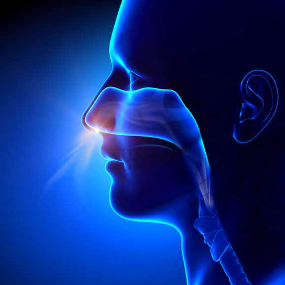 Aptar-Pharma-Nasal-Drug-Delivery_Nasal_Cavity-1.jpg